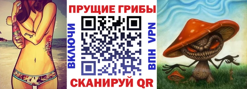 купить  сайты  Лагань  Галлюциногенные грибы Cubensis 